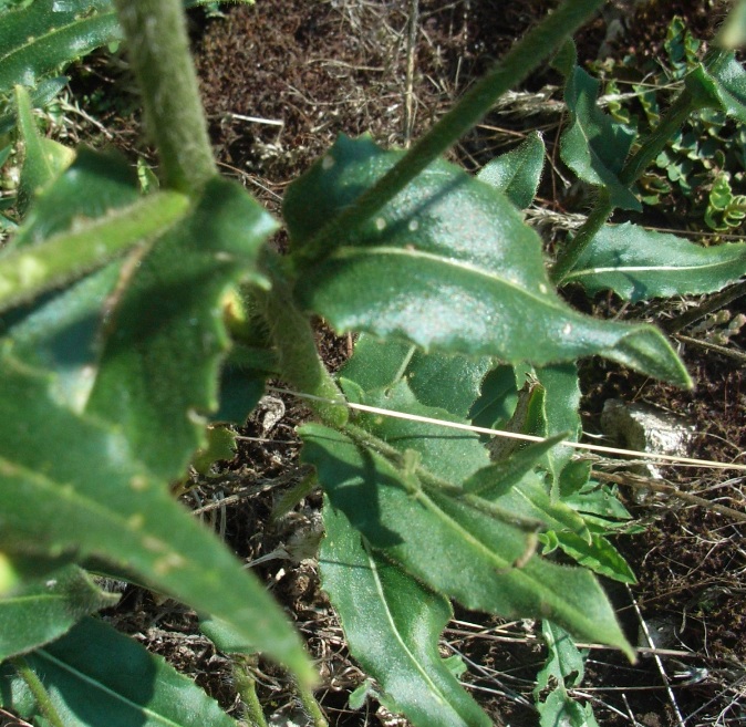 Matese - Hesperis laciniata